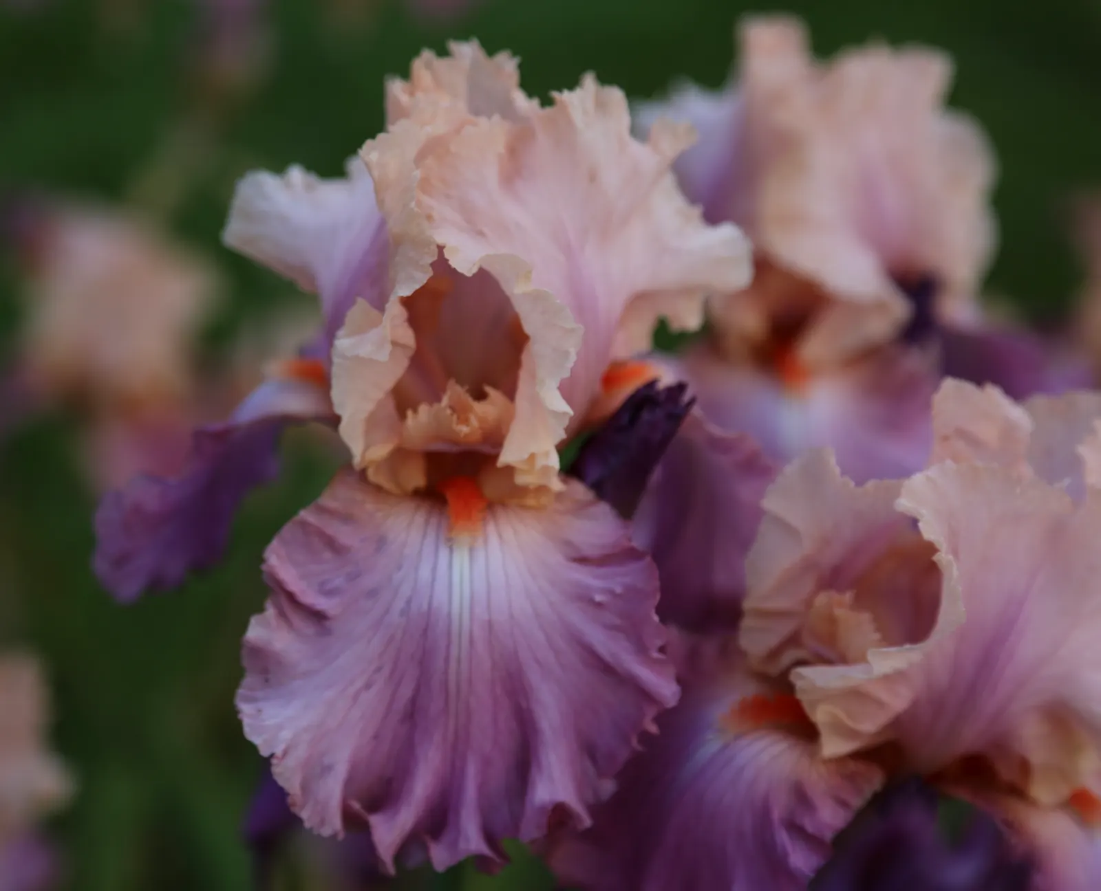 Sweet Musette Reblooming Iris (Iris Germanica 'Sweet Musette') — The Iris germanica 'Sweet Musette' is a perennial featuring fragrant