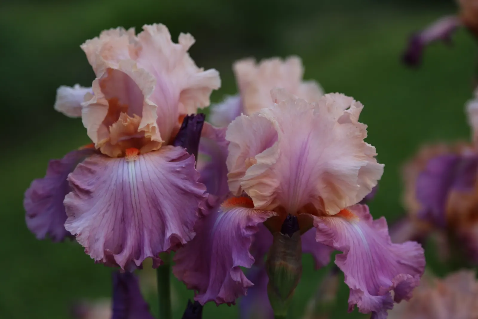 Sweet Musette Reblooming Iris (Iris Germanica 'Sweet Musette') — raspberry-pink blooms with apricot beards