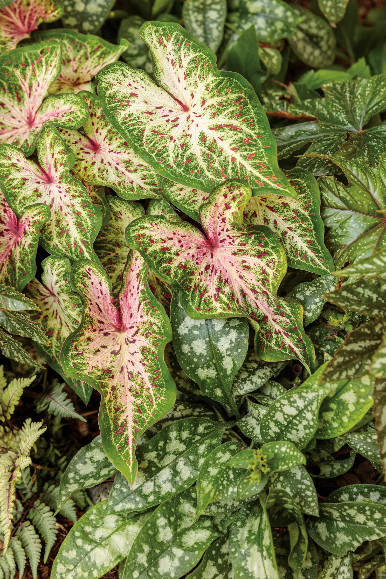 'Spot On' Lungwort (Pulmonaria hybrid) — making it easy to place in layered plantings without overwhelming its neighbors