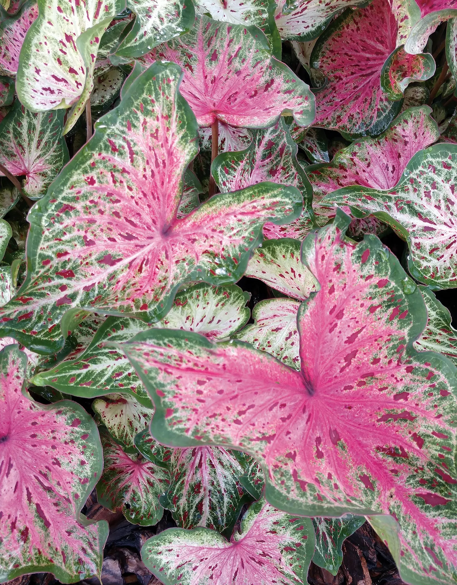Heart and Soul Sun or Shade Caladium (Caladium hortulanum) — though overly strong fertilizer may scorch the leaves; heart and Soul is well scaled for containers