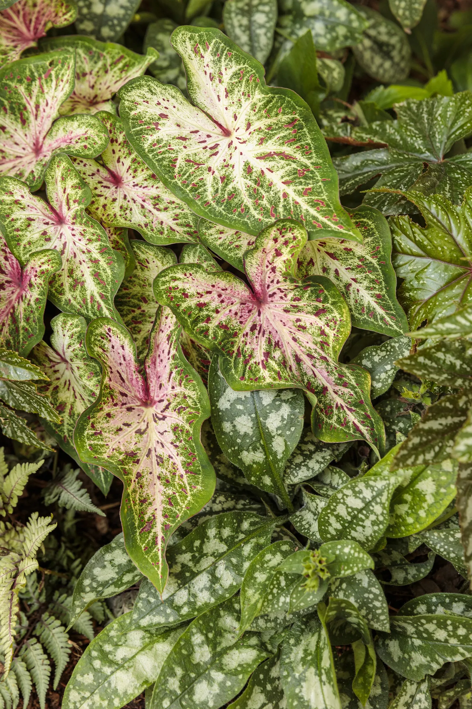 Heart and Soul Sun or Shade Caladium (Caladium hortulanum) — commonly referred to as Heart and Soul Sun or Shade Caladium; it also works beautifully massed in