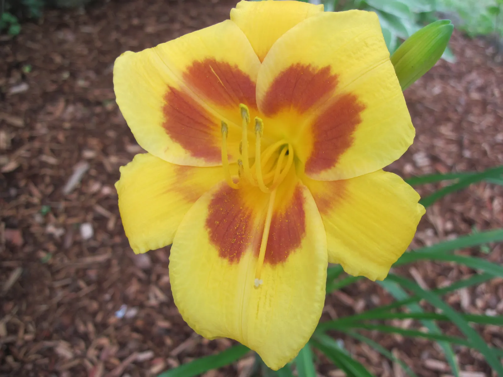 Black Eyed Stella Daylily (Hemerocallis 'Black Eyed Stella') — golden-yellow blooms with a distinct maroon-black eye