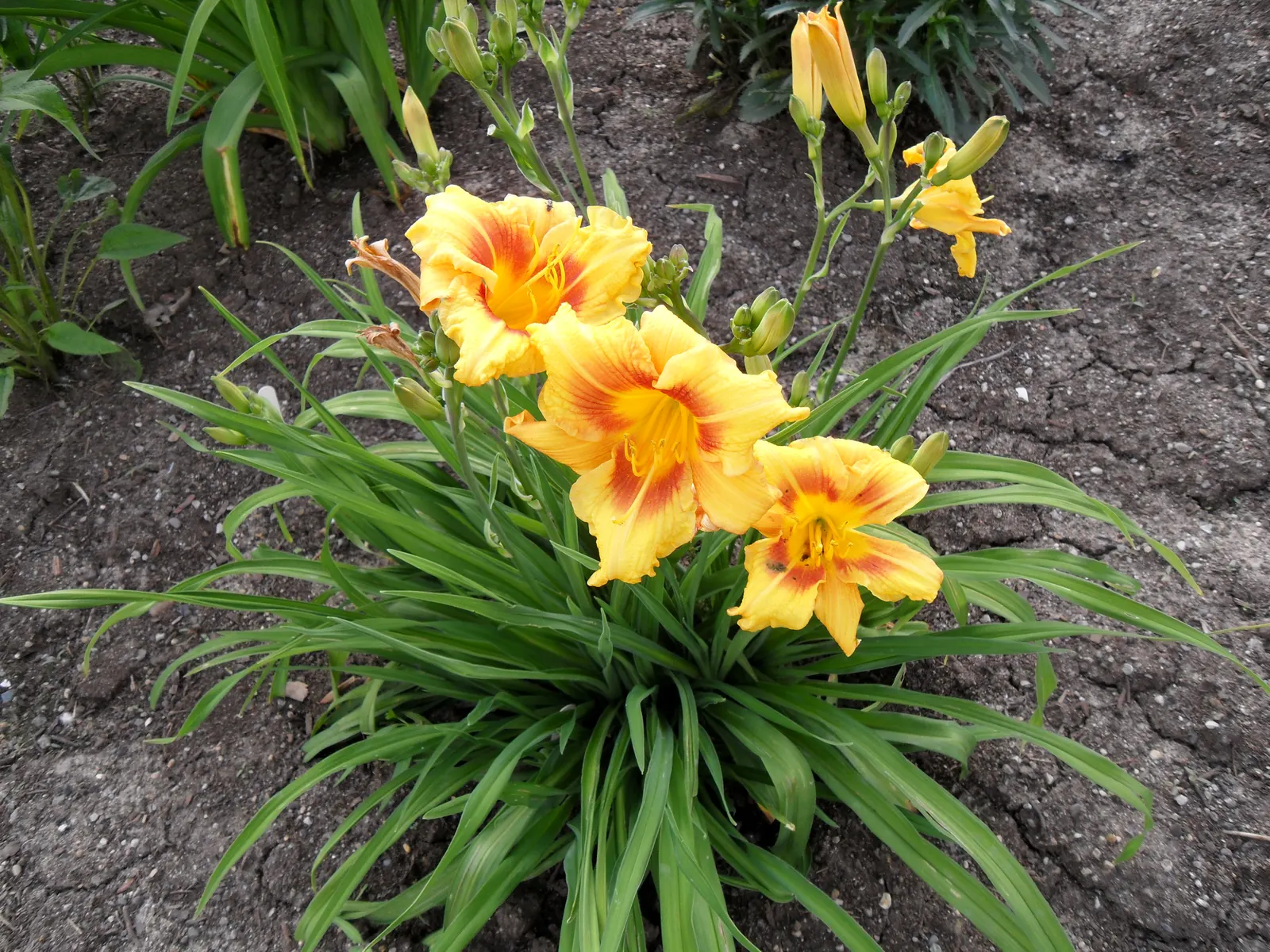 Black Eyed Stella Daylily (Hemerocallis 'Black Eyed Stella') — The Hemerocallis 'Black Eyed Stella' is a charming perennial boasting trumpet-shaped