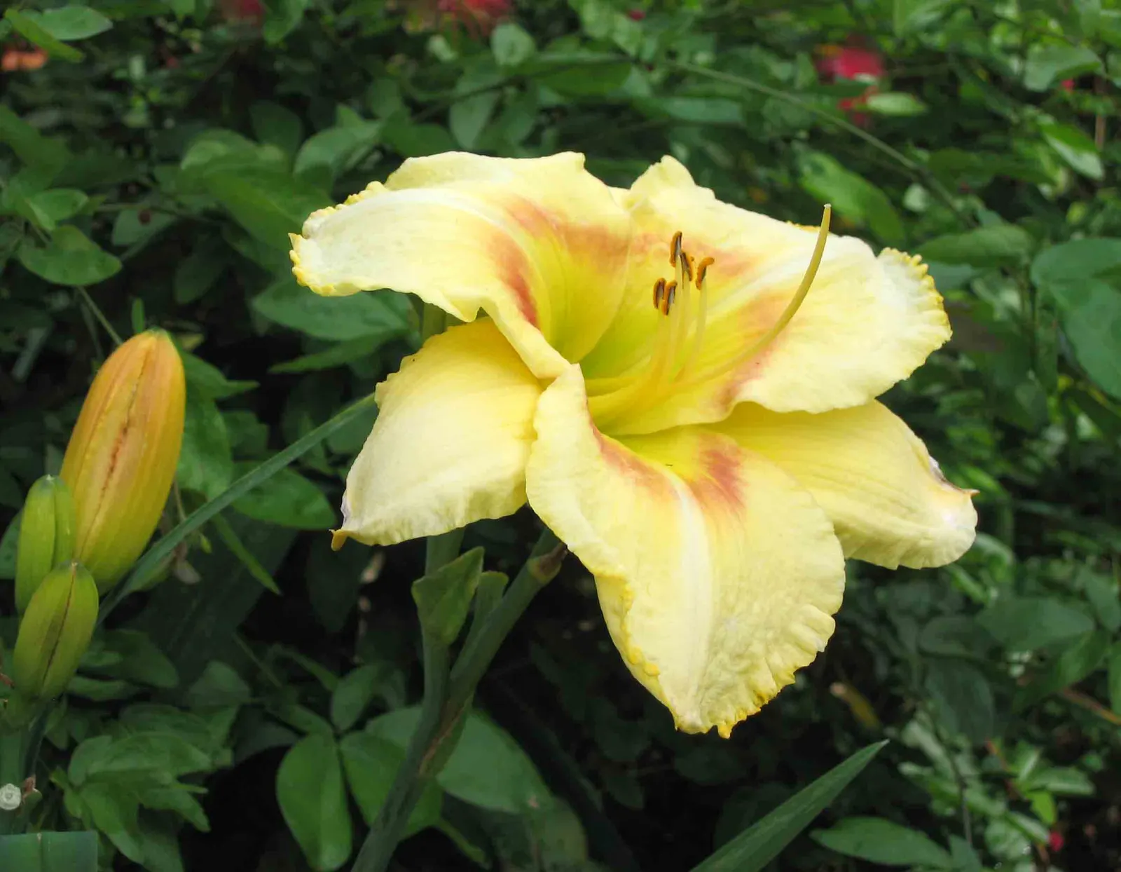 Black Eyed Stella Daylily (Hemerocallis 'Black Eyed Stella') — Its extended bloom season