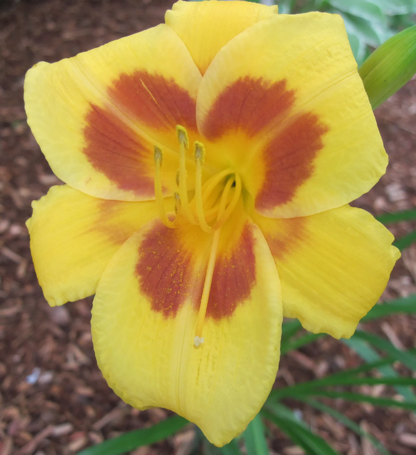 Black Eyed Stella Daylily (Hemerocallis 'Black Eyed Stella') — At an average height of 15 inches and a spread of 18-24 inches