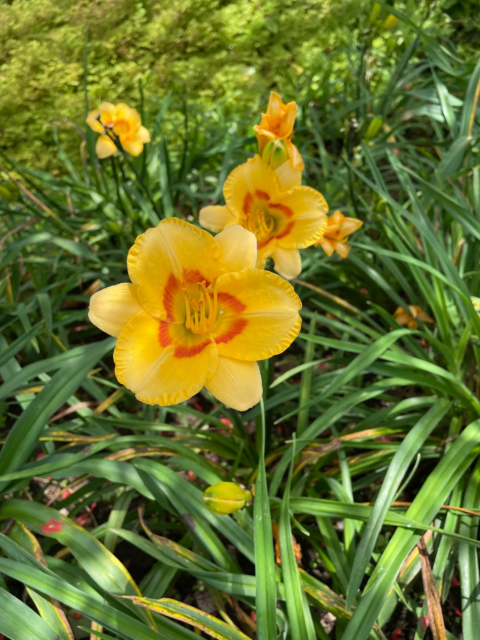 Black Eyed Stella Daylily (Hemerocallis 'Black Eyed Stella') — this daylily thrives in USDA Hardiness Zones 3-9