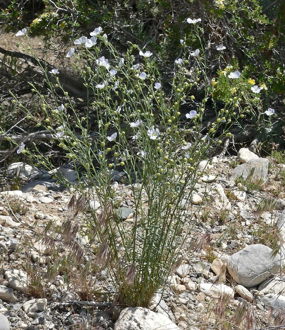 Lewis Flax (Linum Lewisii) — making them well-suited for mid-border placements or as a backdrop for lower-growing perennials; herb / perennial for full