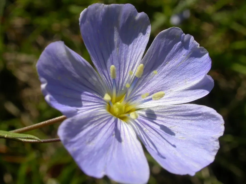 Lewis Flax (Linum Lewisii) — is a perennial wildflower admired for its delicate sky-blue blooms