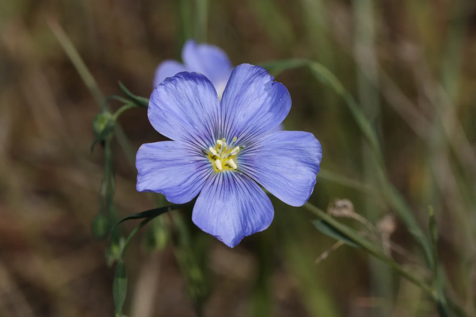 Lewis Flax (Linum Lewisii) — making it a suitable choice for xeriscaping and low-water landscapes; is a perennial herbaceous plant that can add a touch of