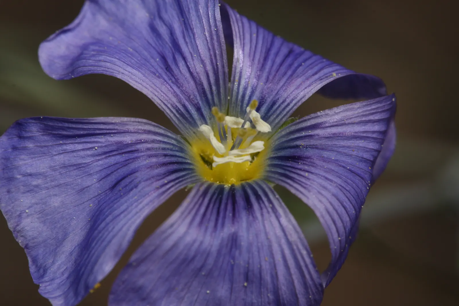 Lewis Flax (Linum Lewisii) — lance-shaped leaves that are about 1 inch long, image 41