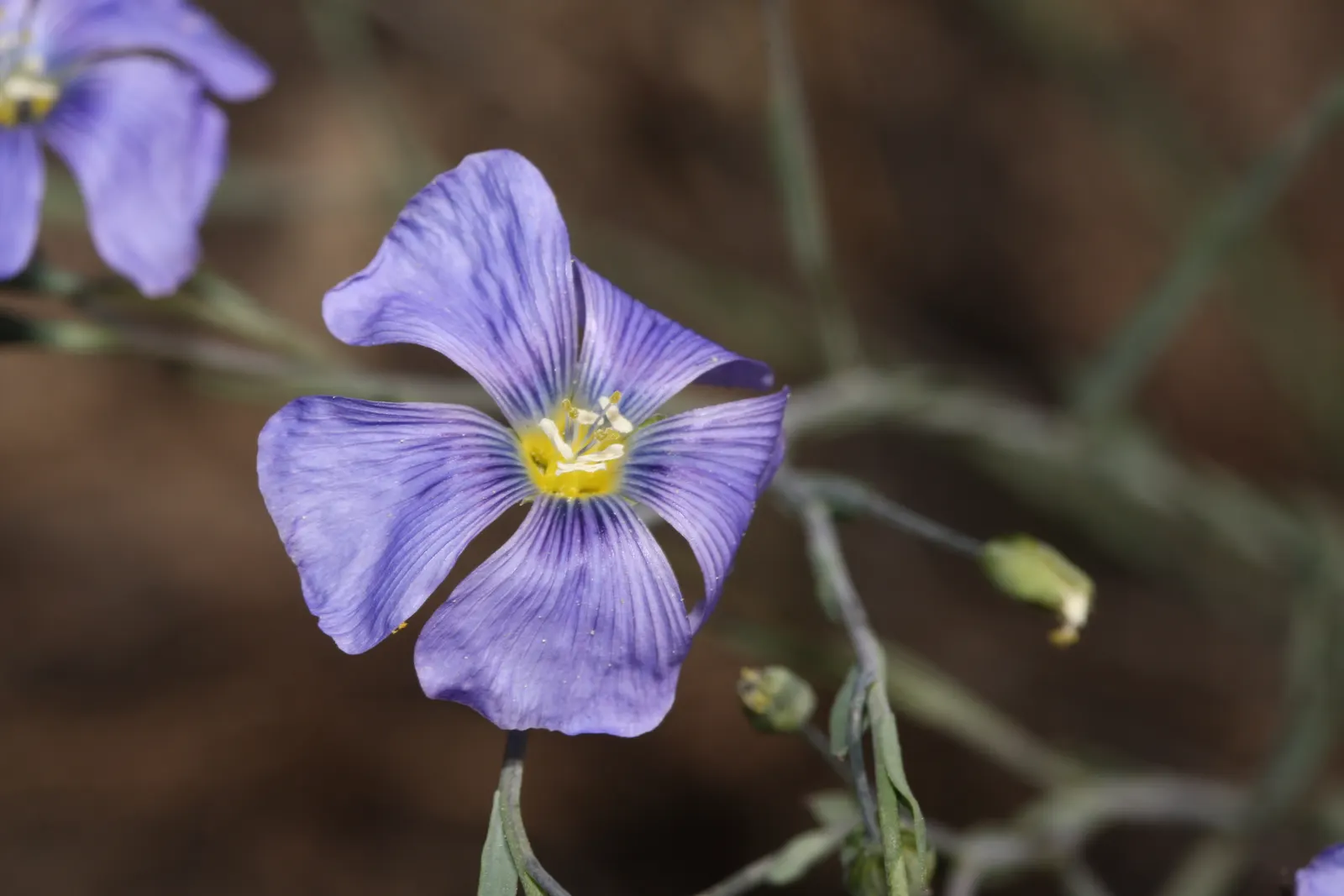 Lewis Flax (Linum Lewisii) — is a perennial herbaceous plant that can add a touch of delicate beauty to any landscape design; herb / perennial with blue and