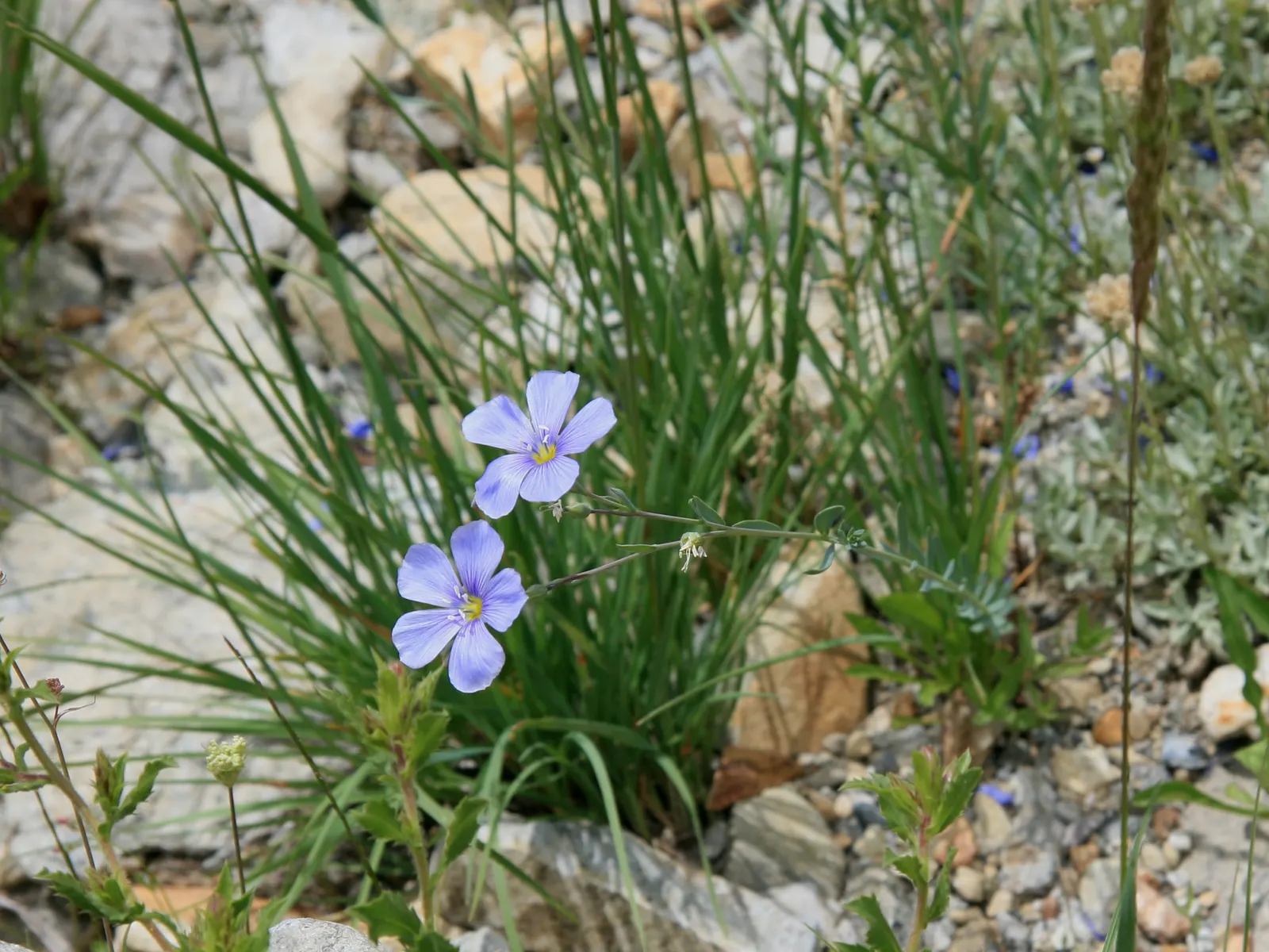 Lewis Flax (Linum Lewisii) — Preferring full sun and well-draining soil, Lewis Flax is low maintenance and drought-resistant; blue and white flowers in the