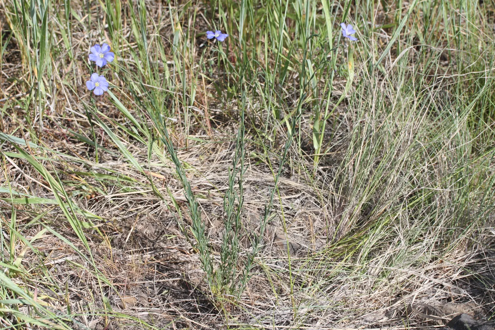 Lewis Flax (Linum Lewisii) — scientifically named Linum lewisii