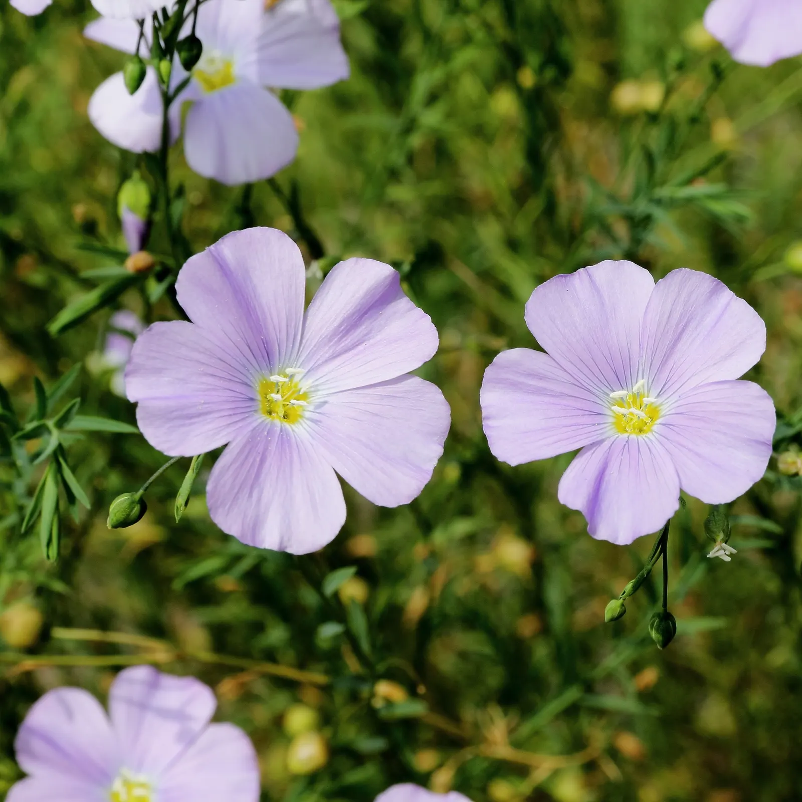 Lewis Flax (Linum Lewisii) — this North American native is a member of the Linaceae family and is admired for its sky-blue; the slender stems are topped with