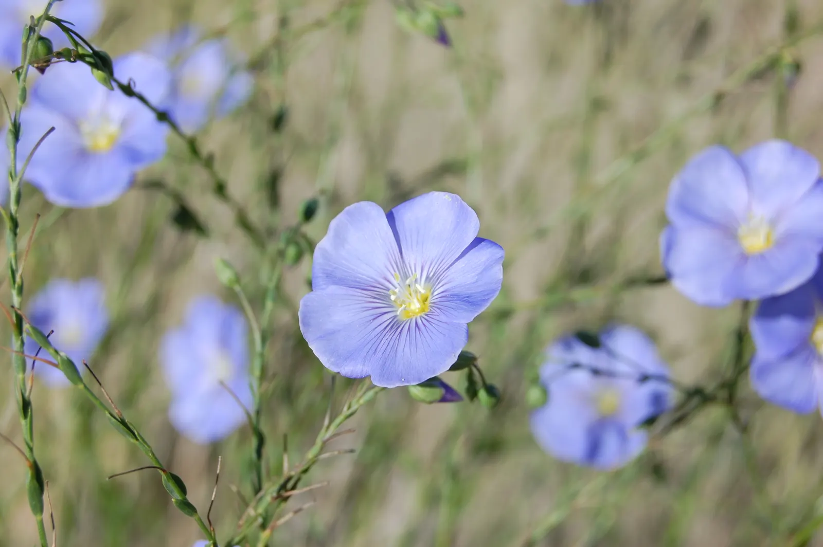 Lewis Flax (Linum Lewisii) — allowing for strategic placement in garden designs
