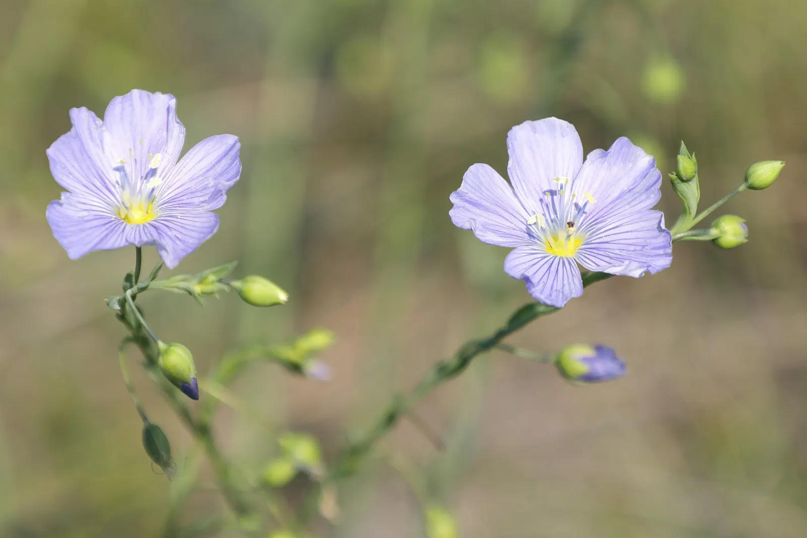 Lewis Flax (Linum Lewisii) — commonly known as Lewis Flax; preferring full sun and well-draining soil, Lewis Flax is low maintenance and drought-resistant