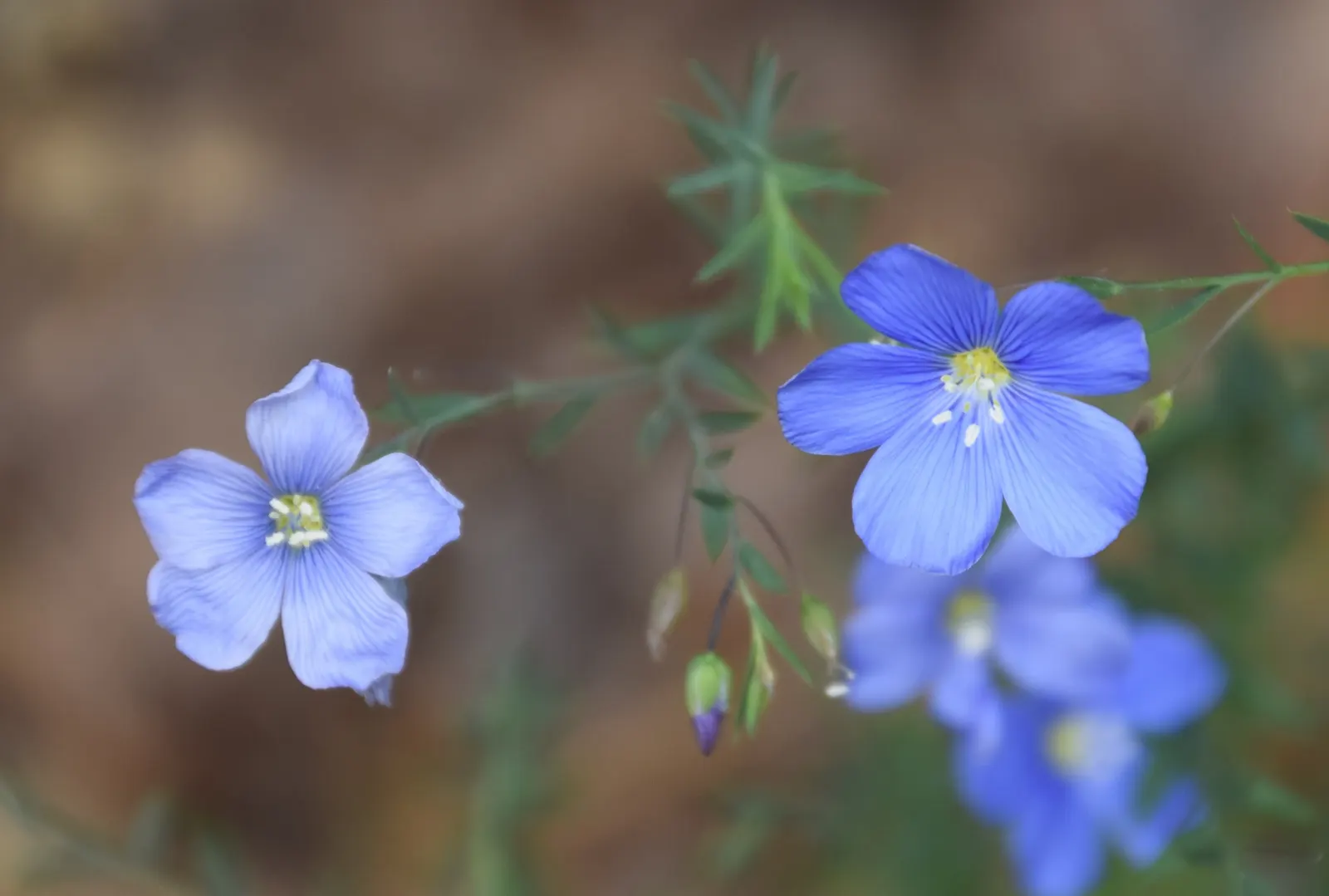 Lewis Flax (Linum Lewisii) — Blooms attract pollinators from spring to early summer, image 32