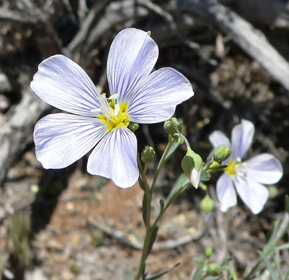 Lewis Flax (Linum Lewisii) — It is resistant to pests and diseases and generally does not need fertilizing if planted in adequate soil