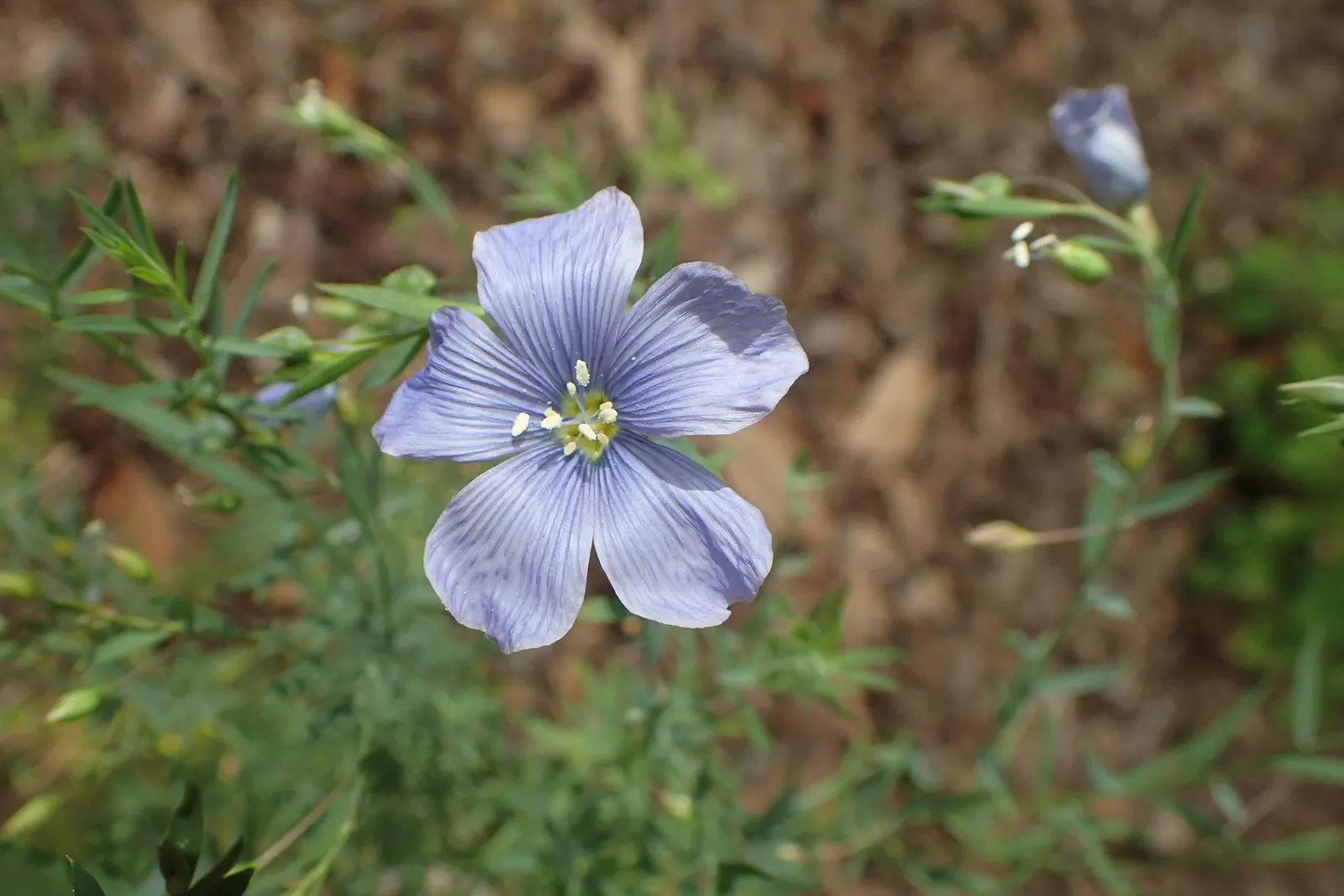 Lewis Flax (Linum Lewisii) — Named after the renowned explorer Meriwether Lewis; adding a serene splash of color to naturalistic and xeriscape designs