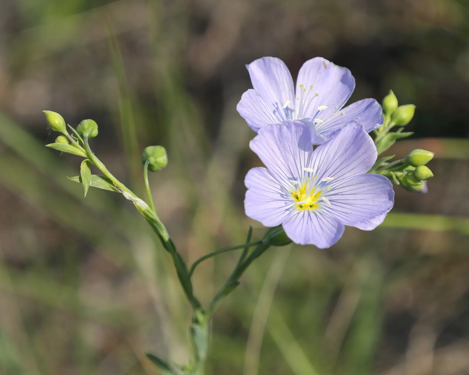 Lewis Flax (Linum Lewisii) — Preferring full sun and well-draining soil, Lewis Flax is low maintenance and drought-resistant