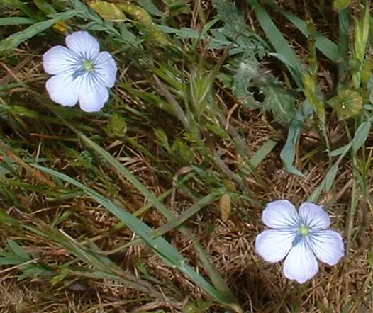 Lewis Flax (Linum Lewisii) — The slender stems are topped with narrow; scientifically named Linum lewisii