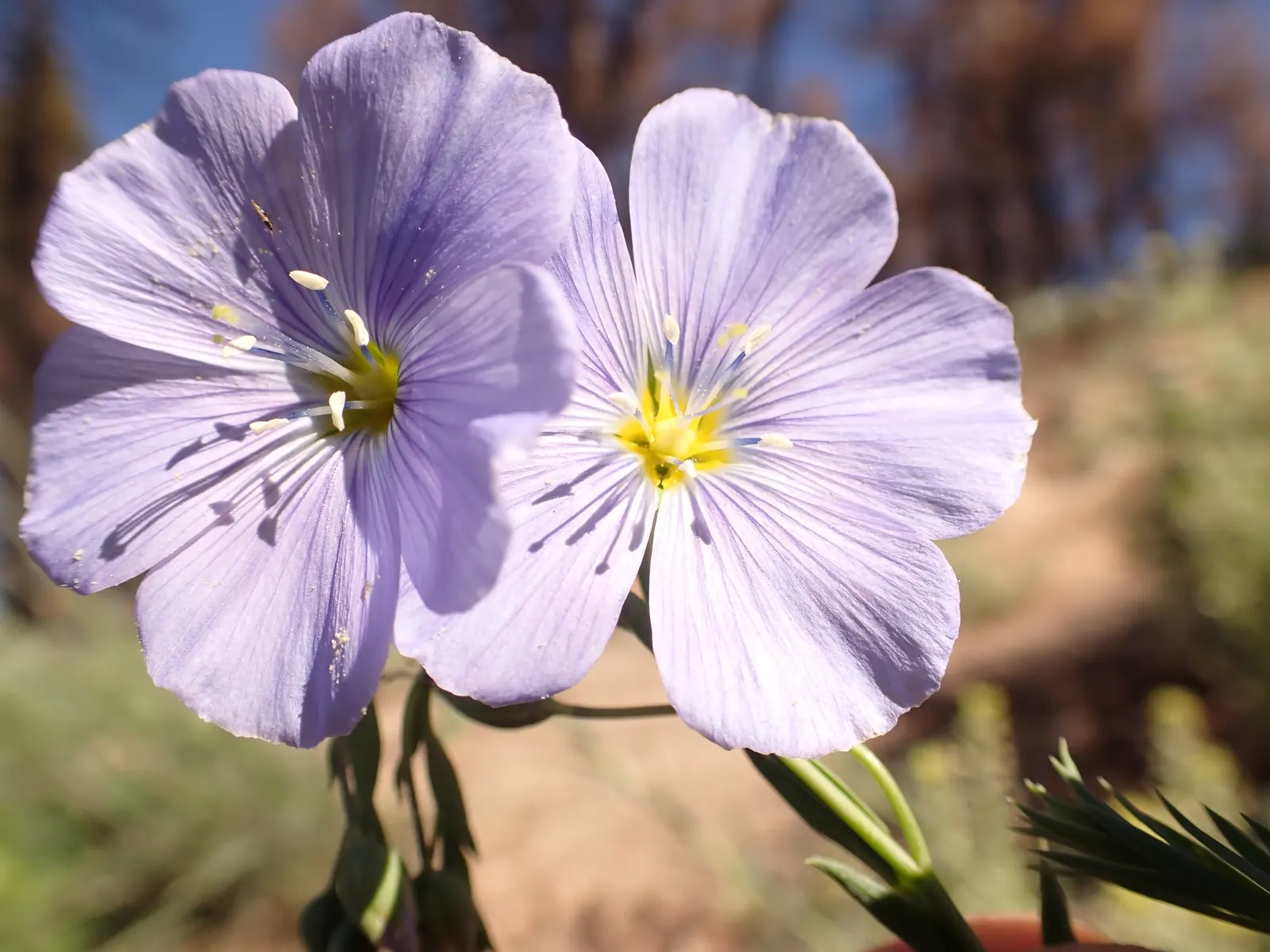 Lewis Flax (Linum Lewisii) — It is extremely drought-resistant once established