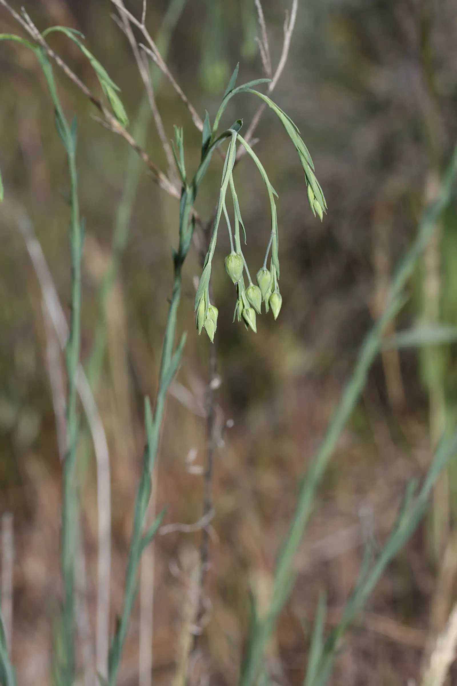 Lewis Flax (Linum Lewisii) — Linum lewisii requires minimal maintenance