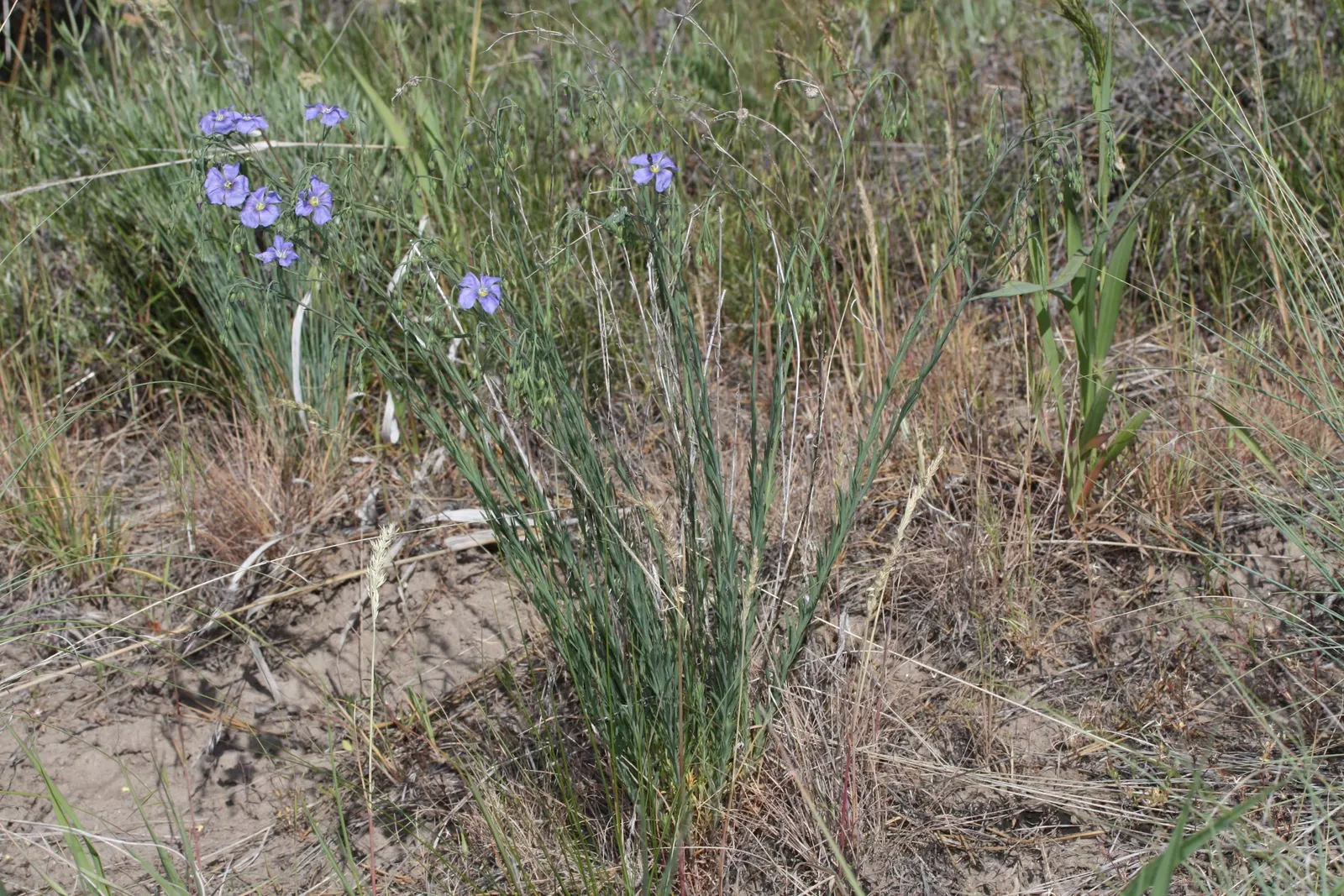 Lewis Flax (Linum Lewisii) — herb / perennial for full