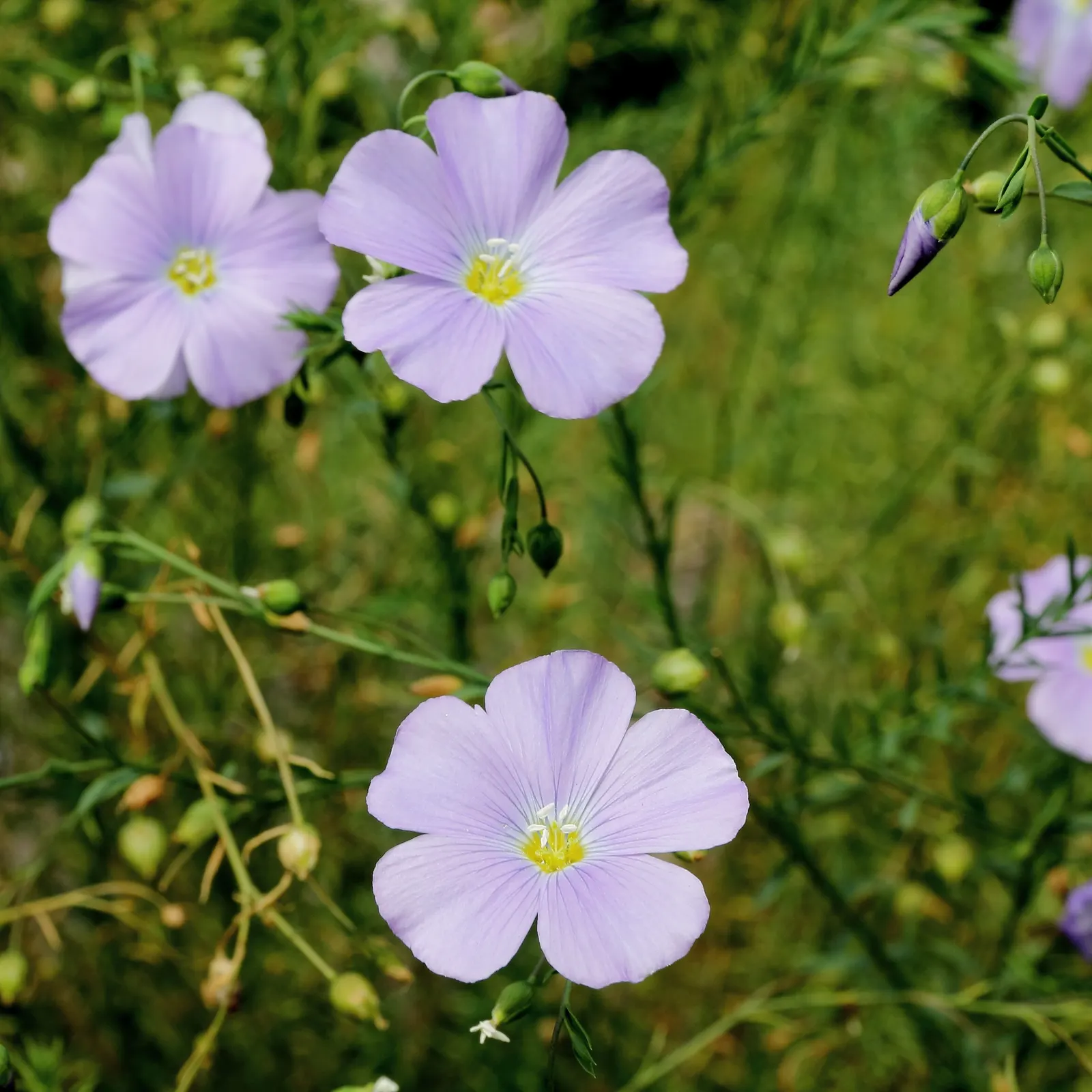 Lewis Flax (Linum Lewisii) — giving the plant a fine-textured; it won't spread uncontrollably