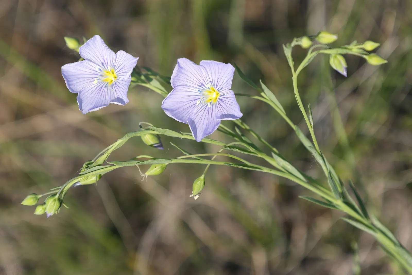 Lewis Flax (Linum Lewisii) — commonly known as Lewis Flax