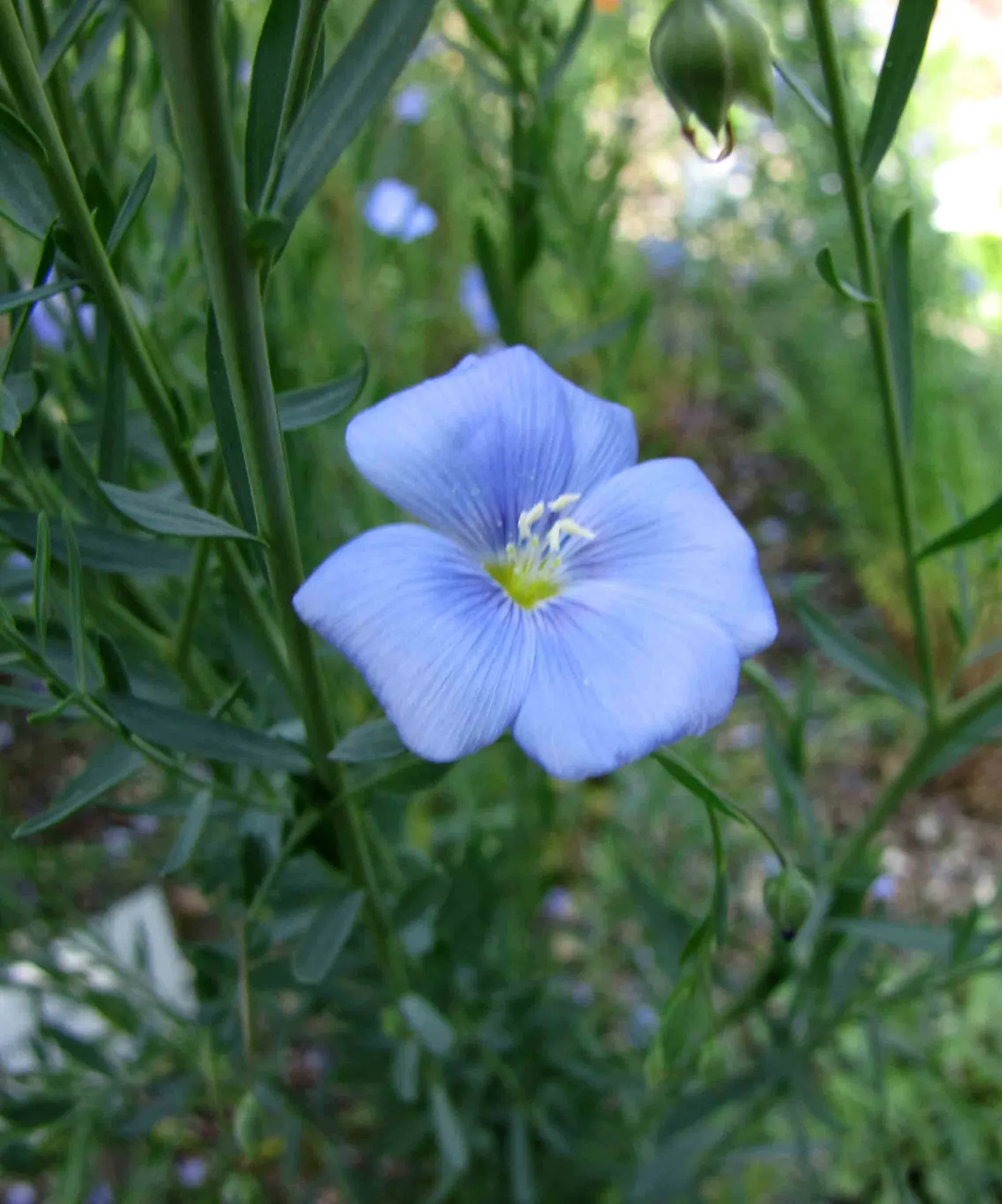 Lewis Flax (Linum Lewisii) — herb / perennial with blue and white blooms