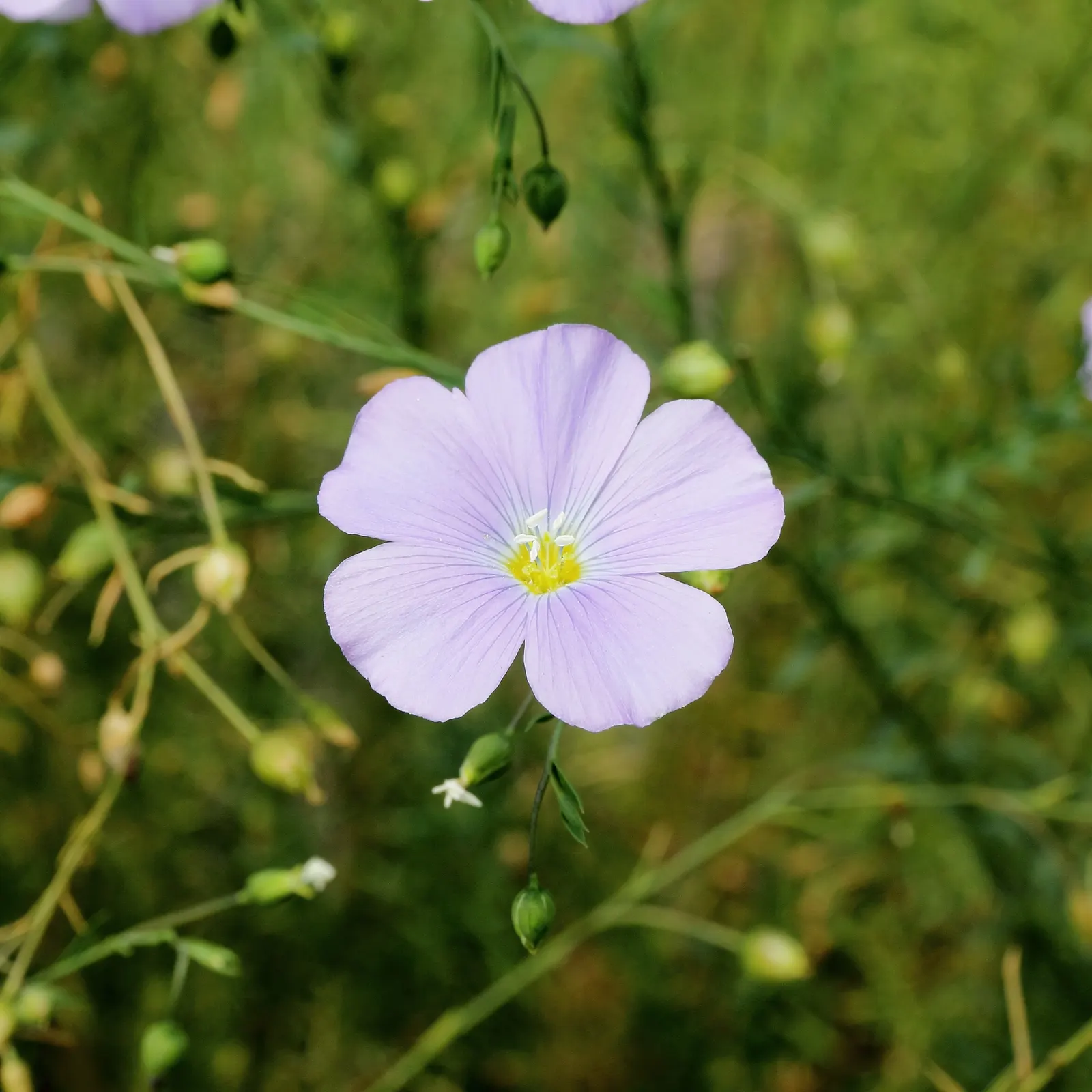 Lewis Flax (Linum Lewisii) — It is extremely drought-resistant once established; commonly known as Lewis Flax