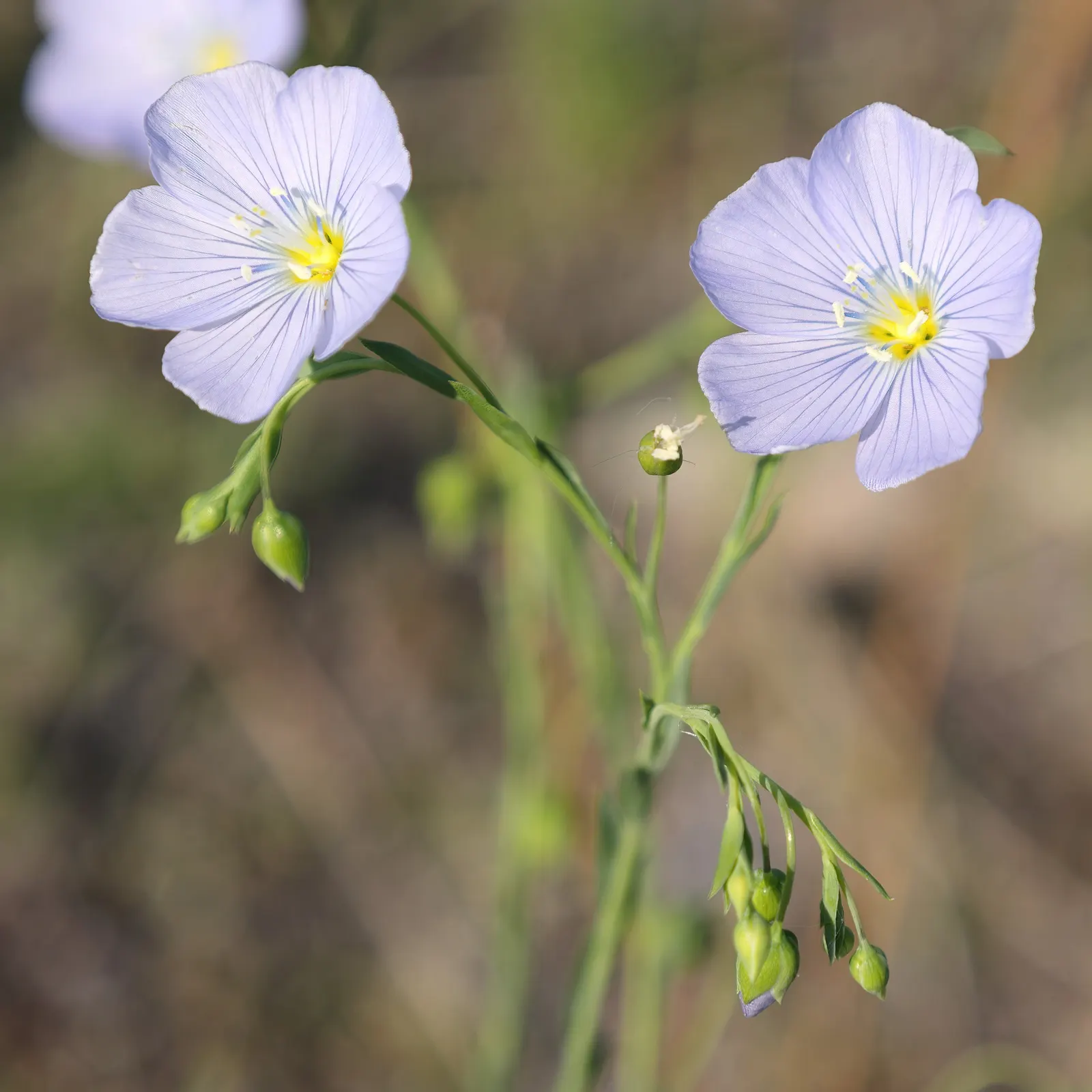 Lewis Flax (Linum Lewisii) — Named after the renowned explorer Meriwether Lewis
