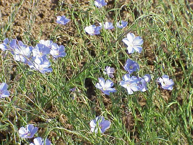 Lewis Flax (Linum Lewisii) — saucer-shaped flowers that typically bloom from May to September; as a non-invasive species
