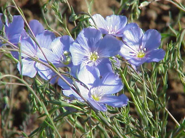 Lewis Flax (Linum Lewisii) — scientifically named Linum lewisii; it is resistant to pests and diseases and generally does not need fertilizing if planted in
