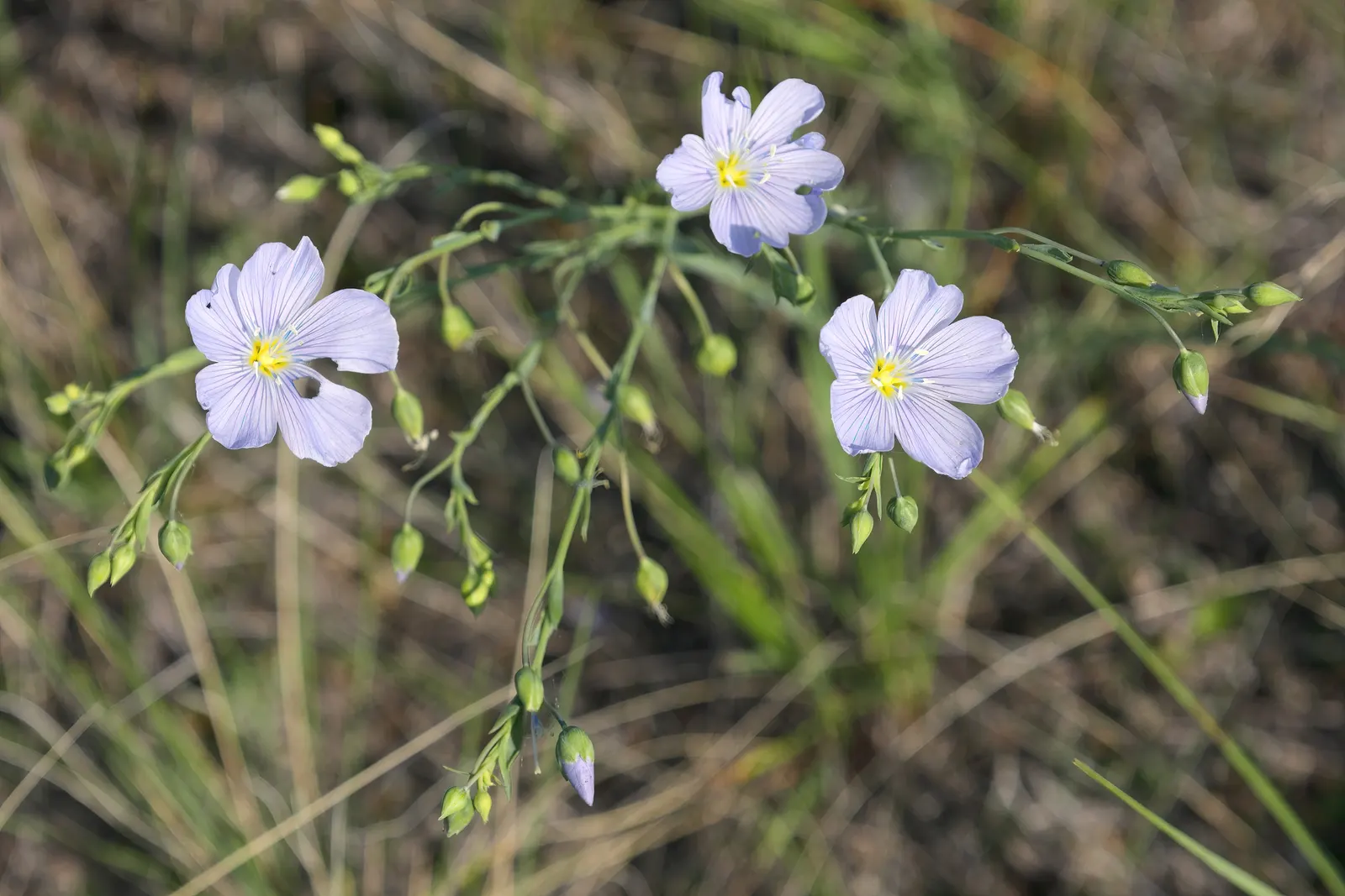 Lewis Flax (Linum Lewisii) — It is resistant to pests and diseases and generally does not need fertilizing if planted in adequate soil; allowing for strategic