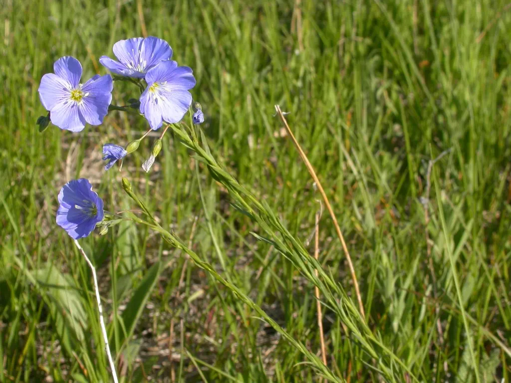 Lewis Flax (Linum Lewisii) — Thriving in USDA zones 4-8, it generally reaches 18-30 inches in height, with a spread of up to 18 inches