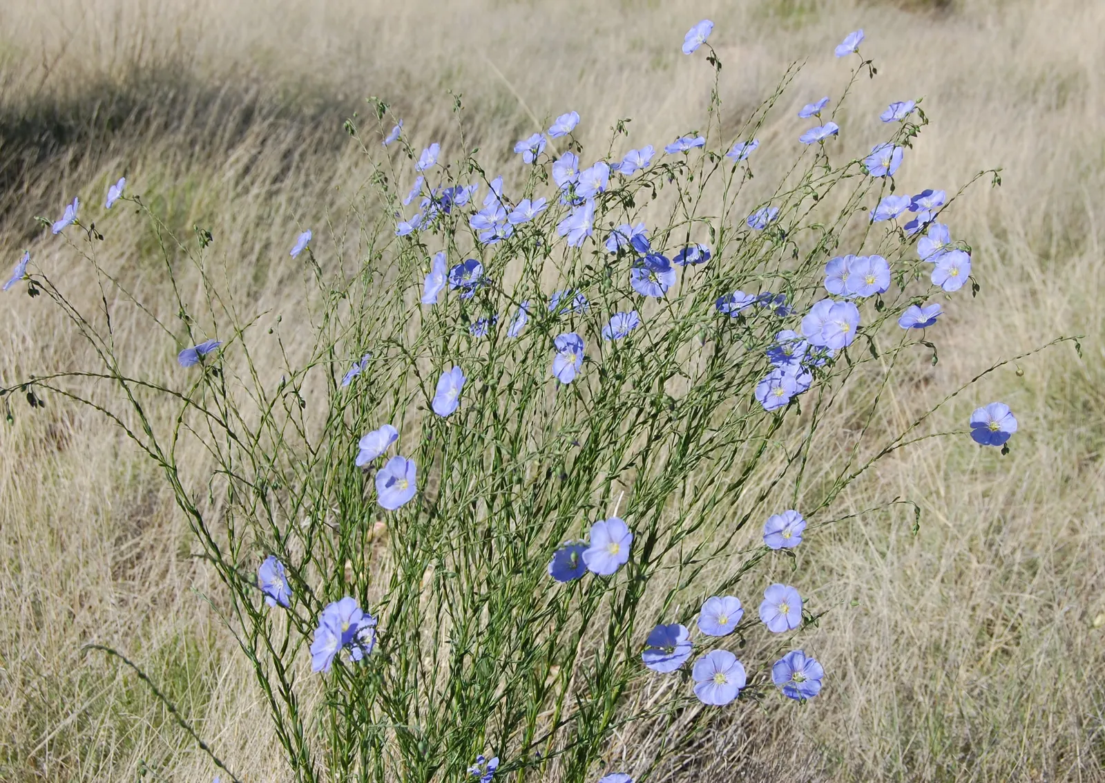 Lewis Flax (Linum Lewisii) — as a non-invasive species