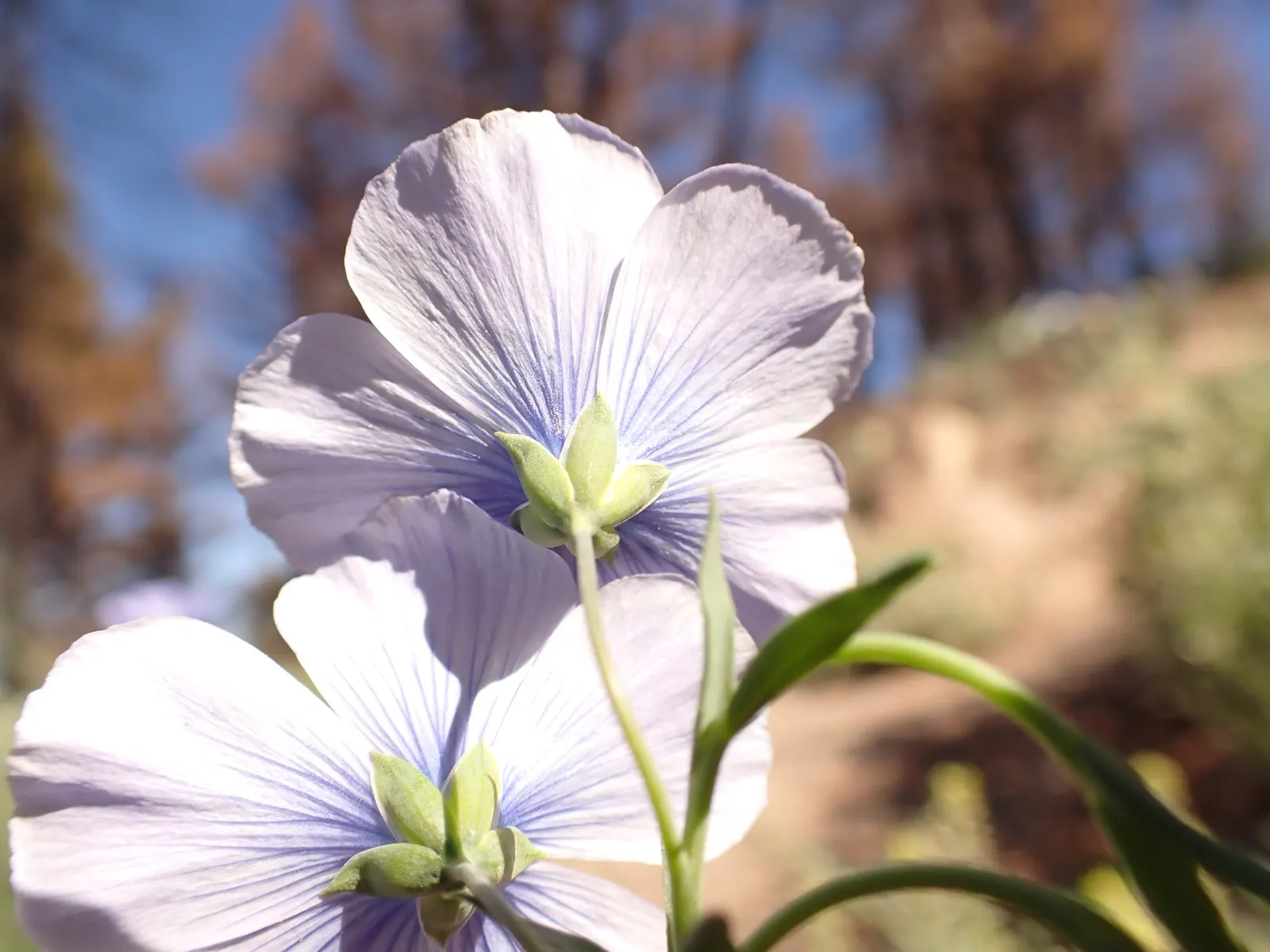 Lewis Flax (Linum Lewisii) — making it a suitable choice for xeriscaping and low-water landscapes