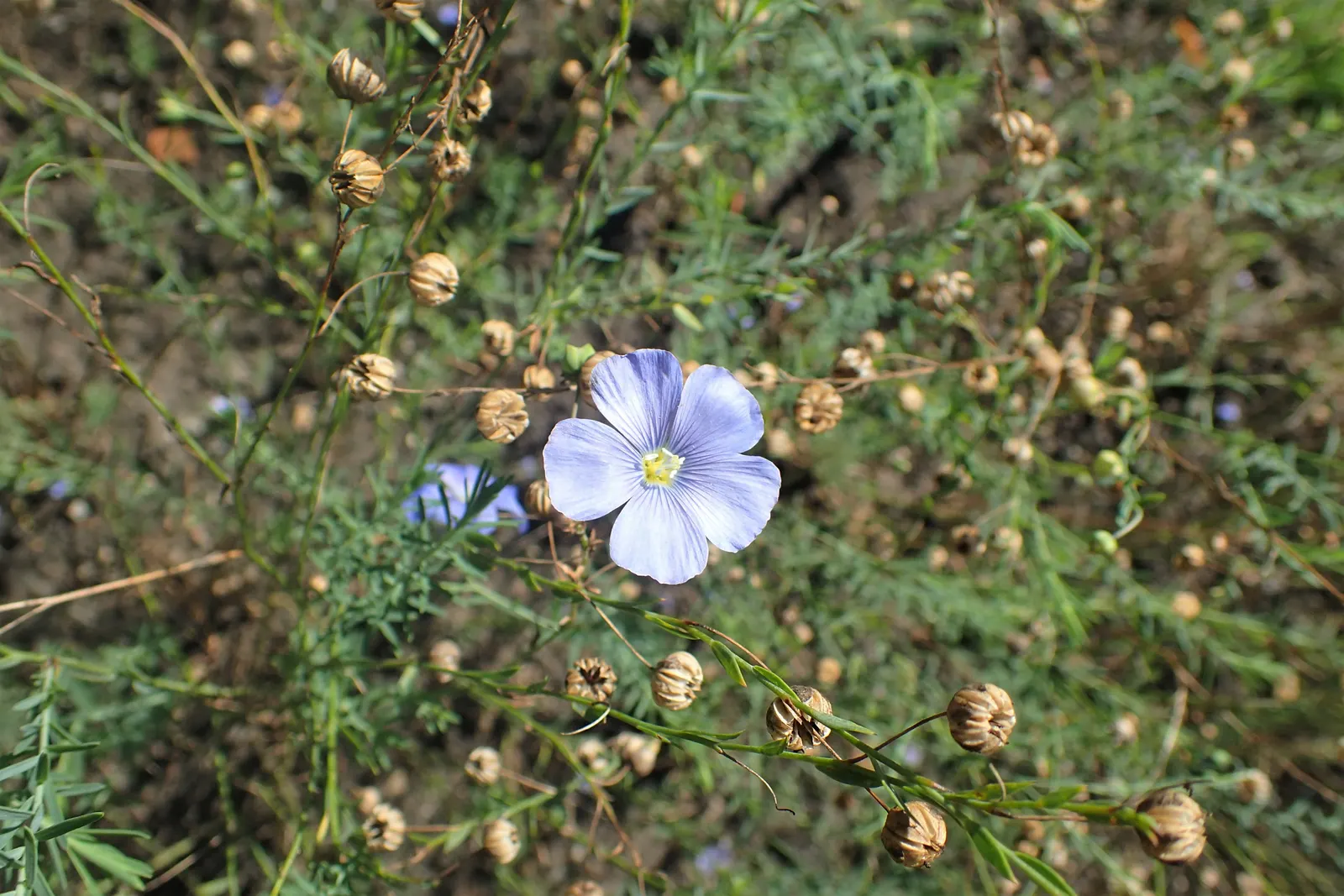 Lewis Flax (Linum Lewisii) — These characteristics make Lewis Flax an excellent selection for both aesthetic enhancement and ease of care