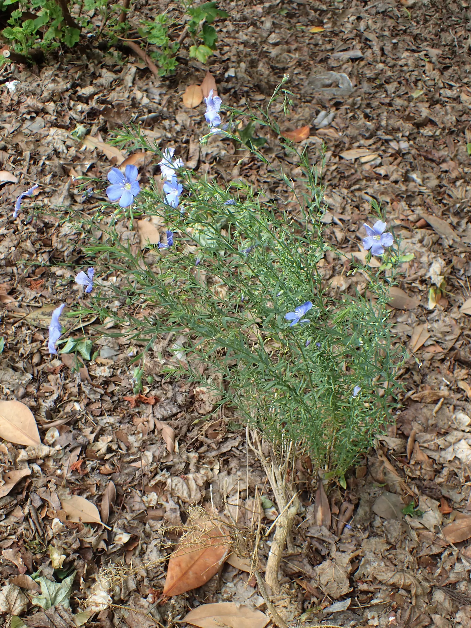 Lewis Flax (Linum Lewisii) — Thriving in USDA zones 4-8, it generally reaches 18-30 inches in height, with a spread of up to 18 inches; linum lewisii requires