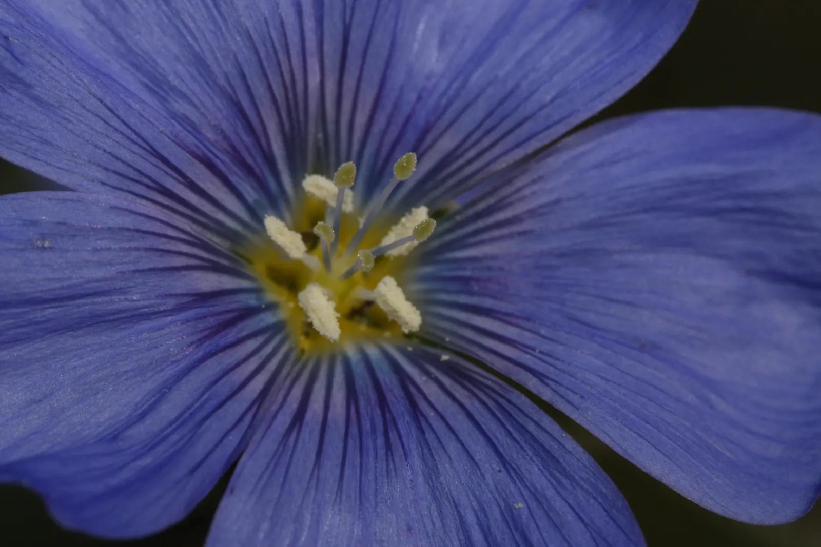 Lewis Flax (Linum Lewisii) — is a perennial wildflower admired for its delicate sky-blue blooms; saucer-shaped flowers that typically bloom from May to