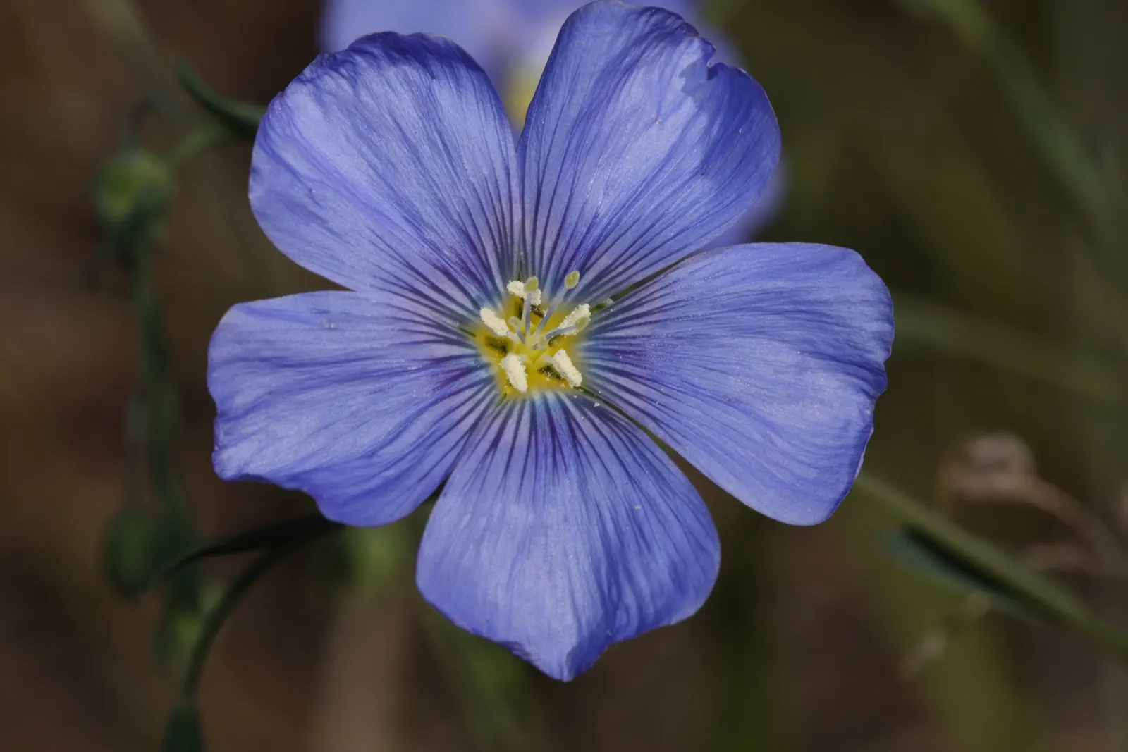 Lewis Flax (Linum Lewisii) — Linum lewisii requires minimal maintenance; giving the plant a fine-textured