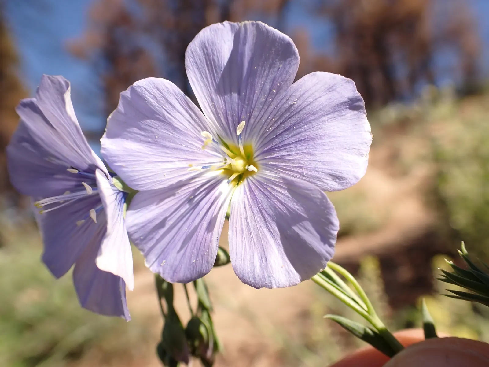 Lewis Flax (Linum Lewisii) — sure to please both the landscape designer and the client
