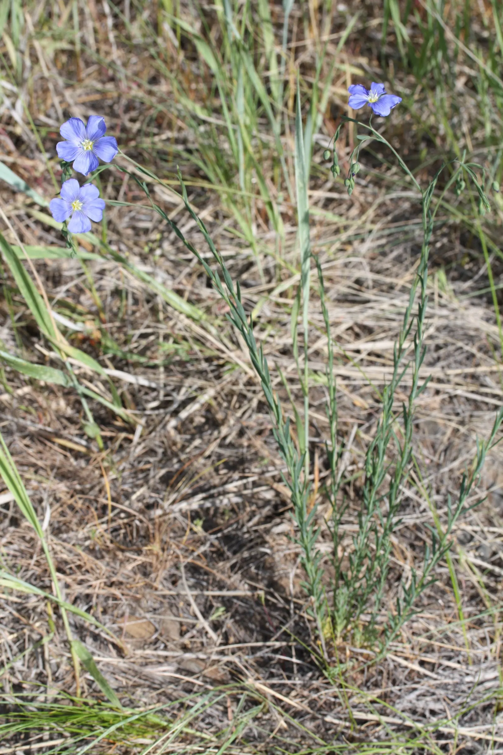 Lewis Flax (Linum Lewisii) — lance-shaped leaves that are about 1 inch long