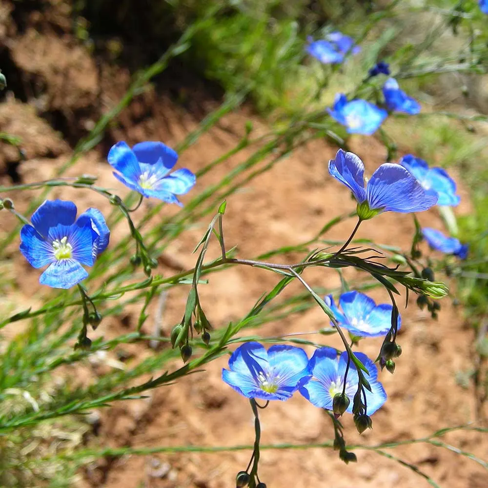 Lewis Flax (Linum Lewisii) — The slender stems are topped with narrow