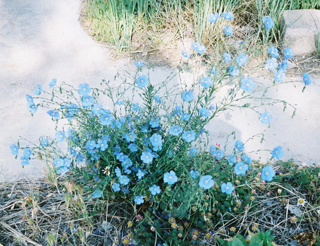 Lewis Flax (Linum Lewisii) — making them well-suited for mid-border placements or as a backdrop for lower-growing perennials
