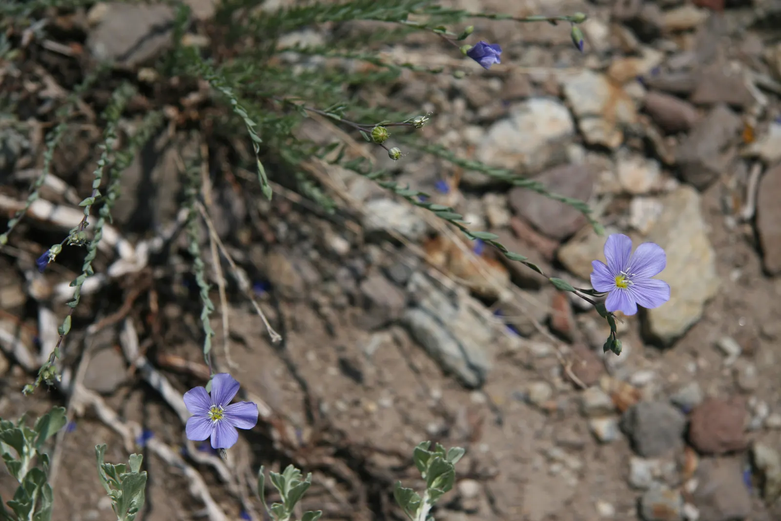 Lewis Flax (Linum Lewisii) — Blooms attract pollinators from spring to early summer