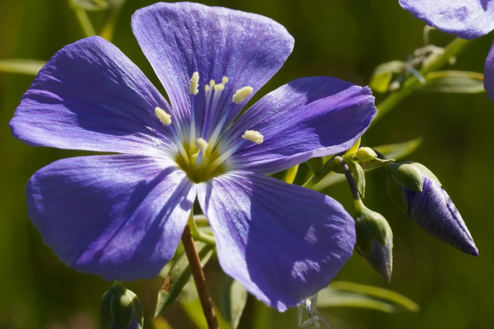 Lewis Flax (Linum Lewisii) — blue and white flowers in the garden