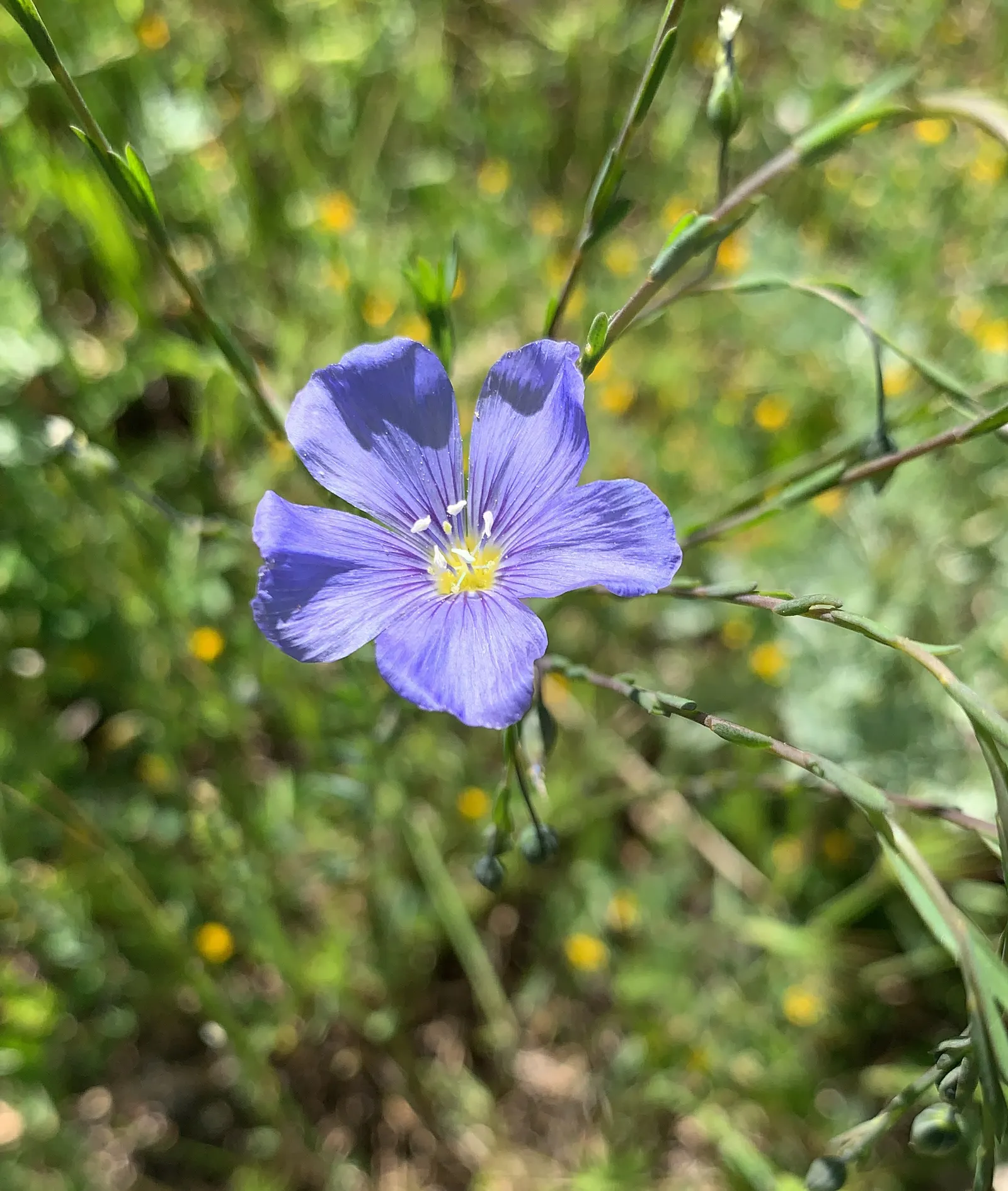 Lewis Flax (Linum Lewisii) — adding a serene splash of color to naturalistic and xeriscape designs; making them well-suited for mid-border placements or as a